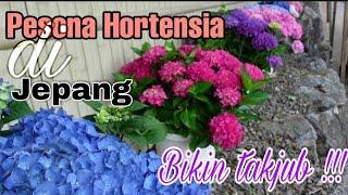 Bunga Hortensia || Visit Hydrangea at Japan