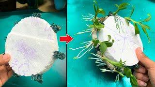 How I breed the most beautiful orchid in the world easily with only water