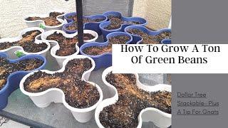 How To Grow A Ton Of Green Beans In A Small Space - Dollar Tree Stackable-  Plus A Tip For Gnats