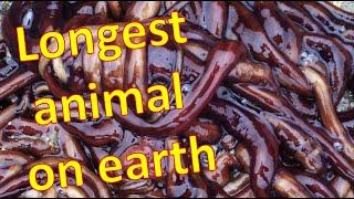 Bootlace Worm, LONGEST creature on earth!