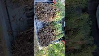 Sorting Virginia Pine Seedlings -- XMAS Trees!