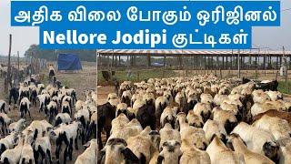 Profitable Original Nellore Jodipi sheep's 