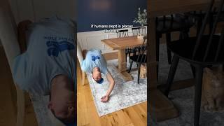 IF PEOPLE SLEPT LIKE CATS  #viral #comedy #cats