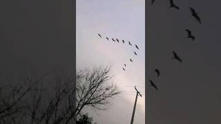 Birds flying in v shape #birds #flying #knowledge #viral #information #shorts