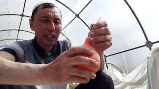 Лёгкий, быстрый метод посадки моркови, без  прореживания