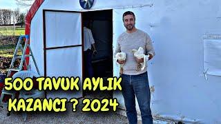 500 TAVUK AYDA KAÇ PARA KAZANDIRIR ? 2024 TAVUK VE ÇADIR FİYATLARI