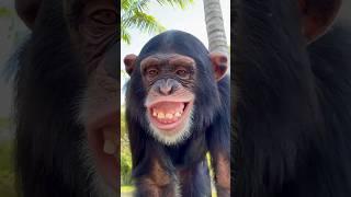 The biggest smile! #shorts #animal #monkey