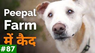 Peepal Farm me kyun kaid hai dog | Do dogs ke beech me hui ladai | Peepal Farm Update #87