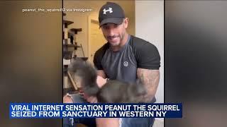 Social media star Peanut the squirrel euthanized after being seized from NY home