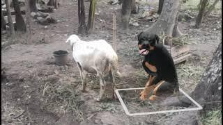 SEASON 14 Draft Dog Vs Goat Enzema Just Dance Petani masadepan Terrence Cava lo Koni
