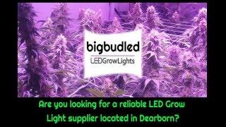 Cannabis LED Grow Lights Dearborn Local Supplier