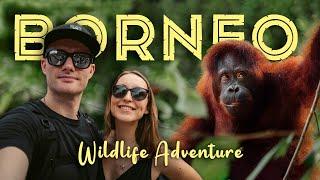 10 DAYS IN SABAH, BORNEO - Sepilok Orangutans, Kinabatangan River Cruise and Semporna Diving