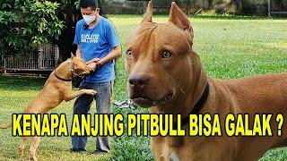 ANJING PITBULL GALAK - PENYEBABNYA & BAGAIMANA SOLUSINYA ?