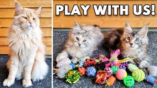 Can Kittens Make a Big Lazy Maine Coon Playful Again?