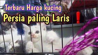 Update Kucing persia yuk ikuti perjalanan kami