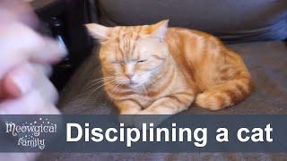  Top 6 tips and tricks to discipline and train your cat