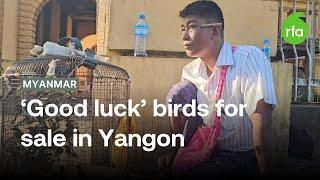 Handicapped man sells ‘good luck’ birds in Yangon | Radio Free Asia (RFA)