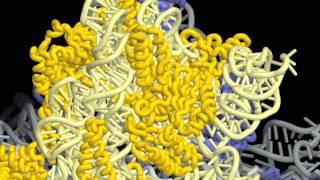 Ribosome Motion Movie