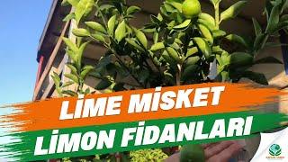 Lime Misket Limon Fidanları