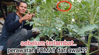 agar tomat berbuah lebat.lakukan ini sebelum terlambat.? #tomat #tomato #garden