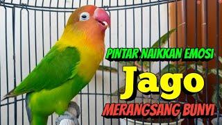 Lovebird Gacor Ngekek Panjang, Suaranya Pintar Naikkan EMOSI, Jago Merangsang BUNYI