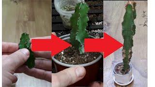 Milkweed plant propagation. Perlit soil mix. My way to grow milkweed. Plant care tips. Plant Helper.