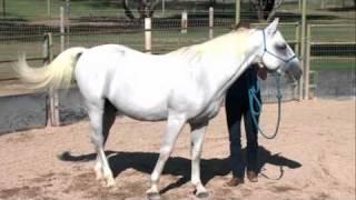 Zen Mind, Zen Horse: Focus on the Hip