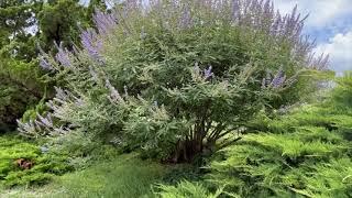 Vitex Plant Profile