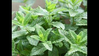 Spearmint (Mint) 101-Nutrition Facts and Health Benefits