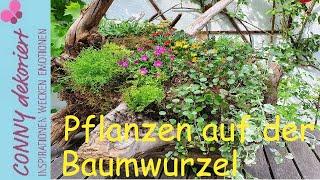 Mittagsblume auf der Baumwurzel | Sommer Deko für Terrasse, Garten und Balkon