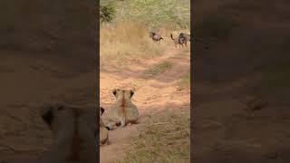 Lions Pull Off Perfect Ambush on Wildebeest