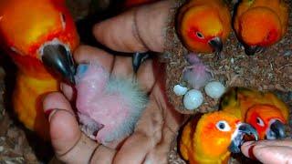 Sun Conure Breeding Progress || Sun conure Hatching eggs  #sunconurebird #vlog #exoticbird