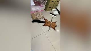 Pet flying squirrel plays dead with a broom [@teacexsss ]