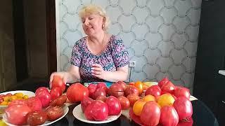 НИЖЕГОРОДСКАЯ ОБЛ Обзор сортов томатов в разрезе 2024 года