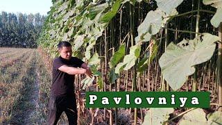 Pavlovniya korib xayron qoldim xitoymi bu yoki Tailand +998903676464 ( Pavlovniya  )