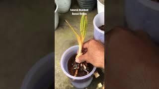Tutorial membuat bonsai kelapa dengan cara sayat batang
