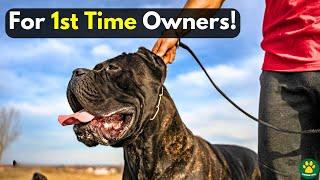 TOP 5 Best GUARD DOG Breeds: ONLY For First Time Owners!