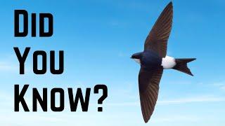 Things you need to know about the HOUSE MARTIN