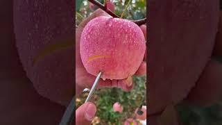 Pink apple | Fruit ASMR
