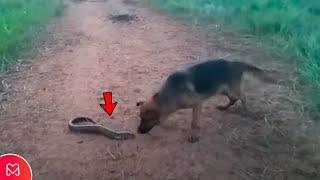 DOG BITES ELECTRIC FISH AND GETS SICK