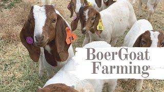 Boer Goat Farming for Meat and Stud