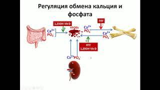 Нарушения обмена кальция Полупан А.А.