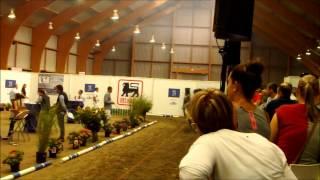 2015-08-29 Golden Lady van de Moskifarm Challenge Loose Jumping in Ghlin, Belgium