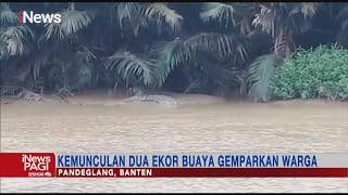 Habis Banjir, Muncul Buaya di Desa Sidamukti, Pandeglang , Banten #iNewsPagi 04/03