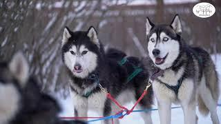 Ездовые собаки Хаски. Катание на собаках. @huskybeat