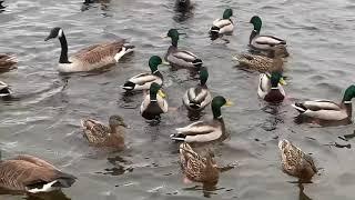 Mallards ducks and Canada geese feeding on corn