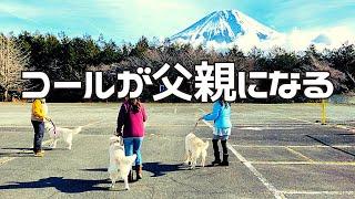 【ゴールデンレトリバー】コールの家族の物語【大型犬のいる暮らし】