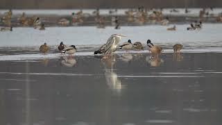 Grey Heron | Чапля сіра