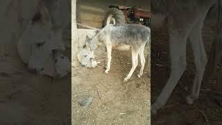 Donkey Fight & Dog Fight  | Dog & Donkey Playing With Each Other  | Dog & Donkey Funny Video #dog