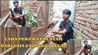 CARA MERAWAT AYAM USIA 0 HINGGA DEWASA #doaibujayaroostarm #ayambangkokindonesia